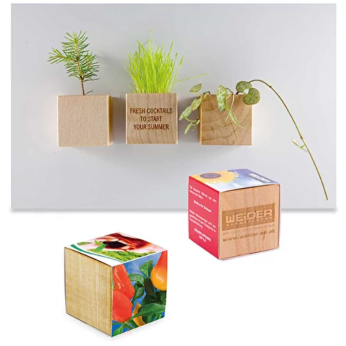 bio kleegras saatgut Bio-Saatgut Probierpaket 10er Set Keimlinge und Sprossen selber ziehen main image 0