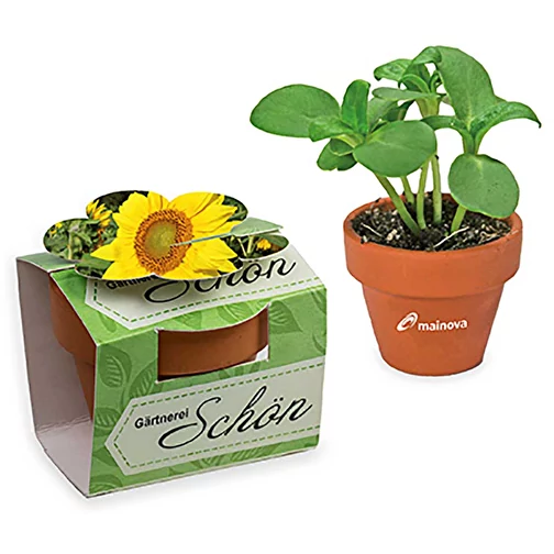 Tontöpfchen-Blume mit Samen